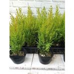 Fomlu Kokulu Limon Servi Fidanı Tüplü 10 Adet 15-25CM Dış Mekan Ağacı