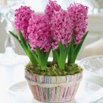 Fondant Kokulu Sümbül Soğanı (3 Adet)