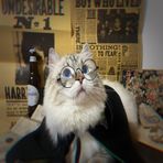 Forhome Cadılar Bayramı kostümü, kedi için pelerin, evcil hayvan kostümü, yeşil kıyafet, komik kedi kostümü, küçük köpek kostümü, reklam dönüştürme kostümü, parti dekorasyonu, Noel hediyesi (S)
