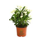 Formlu Beyaz Renk Euphorbia Dikenler Tacı 20-25Cm