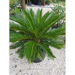 Formlu Cycas Revoluta - Sikas Japon Sago Palmiyesi 70-100cm Canlı İç Dış Mekan Bitkisi