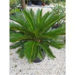 Formlu Cycas Revoluta - Sikas Japon Sago Palmiyesi 80-100 cm Canlı İç Dış Mekan Bitkisi