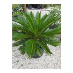 Formlu Cycas Revoluta - Sikas Japon Sago Palmiyesi 80-100cm Canlı İç Dış Mekan Bitkisi