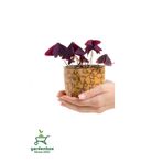 Formlu Mor Süs Yoncası Çiçeği 20-30Cm 1 ADET Canlı Çiçel Oxalis triangularis
