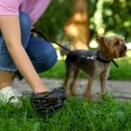 ForWhat Büro Ev Evcil Hayvanı İçin 10 Adet Kullan At Kedi Köpek Kaka Poşeti Seti