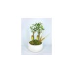 FourForce Ağacı Bonsai & Beyaz Capo Beton Saksıda Hediyelik Canlı Çiçek BALFLOWERDESİGN-2592