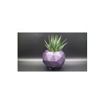 Fp3 Teramo Dekoratif Beton Saksı Ve Haworthia