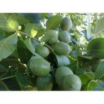 Franguette -Tozlayıcı- Ceviz Fidanı 2 Yaş - Tüplü 40-60 .