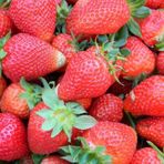 Frigo Açık Kök Yediveren Çilek Fidesi (5 Adet)