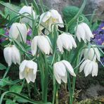 Fritillaria Alba White Ters Lale Soğanı 1 Adet