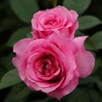 Frulein Maria Gül Fidanı - Pembe