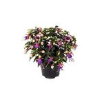 Fuchsia Küpeli Çiçeği Tohumu 50 Adetli Paketli