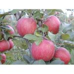 Fuji Elma Fidanı Aşılı - 2 Yaş Tüplü 80-100 Cm