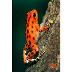 Funny Animals - Oophaga pumilio, Poison Dart Frog: Motivational and inspirational notebook for animal lovers with positive affirmations; a fun gift for friends, co-workers, bosses and employees