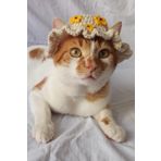Furrever Crochet Ayçiçeği Sunflower Bucket Şapka Örgü Kedi Köpek Şapkası Evcil Hayvan Şapkası Pet Aksesuarları