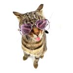 Fuşya Damla Model Kedi Köpek Gözlüğü