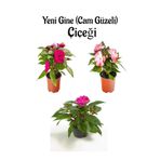 Fuşya + Pembe+Ebruli Yeni Gine Cam Güzeli Çiçeği 3 Adet Balkon Bitkisi (10-15Cm), SRD03022025BYB93