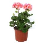 Fuşya Renk Sardunya Çiçeği Fidanı 10-20 cm