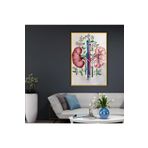 Gaagart Metal Çerçeveli Cam Üroloji Poliklinik Tablosu Üriner Sistem Böbrekler, 40 X 60