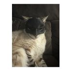 gadget gurme Kedi Batman Maskesi Kıyafeti