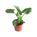 Gala Çiçeği Fidesi Calla Lily White 10-20 Cm