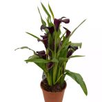 Gala Gelin Çiçeği Bordo 15-25 Cm
