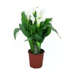 Gala Gelin Çiçeği Calla Lily Beyaz 10-20 Cm