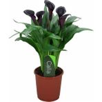 Gala Gelin Çiçeği Calla Lily - Bordo 10-20 Cm