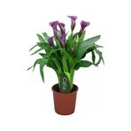 Gala Gelin Çiçeği Calla Lily Mor 10-30 Cm