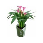 Gala Gelin Çiçeği Calla Lily Pembe 10-20 Cm