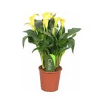 Gala Gelin Çiçeği Calla Lily Sarı 10-20 Cm