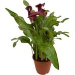 Gala Gelin Çiçeği Kırmızı 15-25 Cm