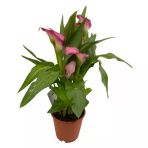 Gala Gelin Çiçeği Pembe 15-25 Cm