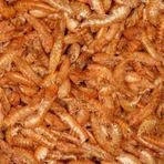 Gammarus ( Kurutulmuş Karides) Balık Ve Kaplumbağa Yemi 250 Gr