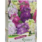Ganiyy Şebboy Çiçeği Tohumu Güvenilir - 1 gr