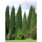 Garden Box 1 Adet Leylandi Çam Ağacı Fidanı 30-60 cm Saksılıtüplü (Leyland Cypress Sapling)
