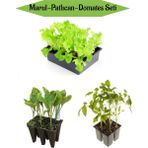 Garden Box 10ADET Kıvırcık Marul Fidesi+6 Adet Uzun Patlıcan Fidanı+4 Adet Domates Fidesi
