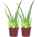 Garden Box 2 Adet Aloevera Çiçeği Bitkisi Aloe Vera Fidanı Dolgun Bol Yavrulu 25 - 30 cm