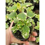 Garden Box Adaçayı Kokulu Benjamin Çiçeği Saksılı Mini Boy 10-15CM