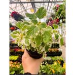 Garden Box Adaçayı Kokulu Çiçek (Plectranthus Forsteri) 1 Adet Saksılı 10-20CM