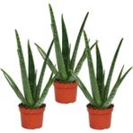 Garden Box Aloe Vera Bitkisi 3'lü Ekonomik Paket