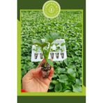 Garden Box Ananas Tipi Kavun Fidesi (6'lı Ambalaj) Özel Köpük Kutuda Bol Verimli