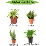 Garden Box Aromatik Kokulu Mutfak Seti Adaçayı+Kekik+Biberiye+Itır Çiçeği Fidesi 4 Adet