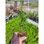 Garden Box Bahçe Dekorasyon Leylandi Çam Fidanı 20 Adet Tüplü (10-25CM) Cupressus