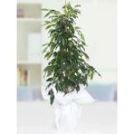Garden Box Benjamin Bitkisi 100 120 cm Ficus Benjamina Danielle Salon Ev Ofis Bitkisi