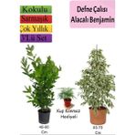 Garden Box Beyaz Alacalı Benjamin Bitkisi+ Defne Çalısı+ Tül Çiçeği