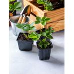 Garden Box Bol Verimli 3 Adet Çilek Fidesi (5 10 Cm) 1 Adet Saksılı Dış Mekan Bitkisi