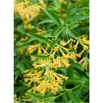 Garden Box Cestrum Nocturnum Saksıda Melisa Çiçeği 30-60 cm