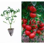 Garden Box Çift Aşılı Domates Fidesi 5 Adet