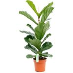 Garden Box Ficus Lyrata Keman Yapraklı Kauçuk Bitkisi 50 - 60 cm